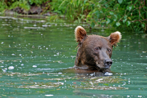 Brown Bear Swimming